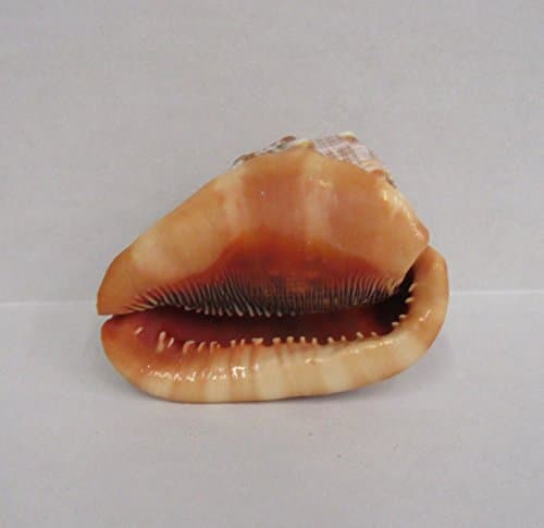 Atlantic Coral Enterprise 5" Cameo shell, bullmouth helmet shell
