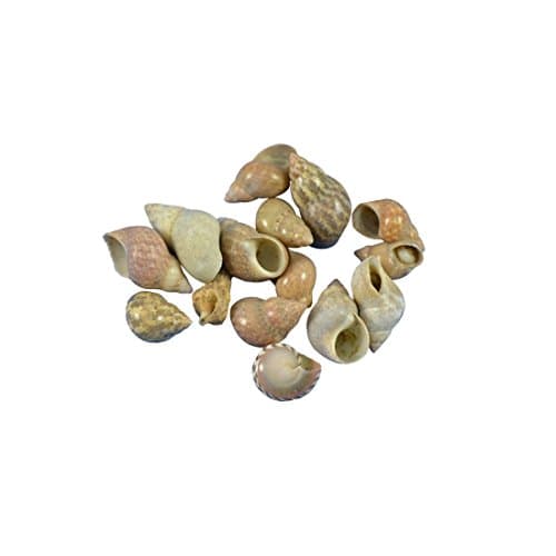 Brown Littorina Shells for Crafts .375-.75" 1 Gallon, Bulk Seashells, Bag of Sea Shells