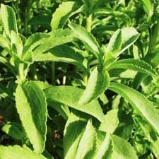 Candy Stevia Seeds (Stevia rebaudiana 'Candy')