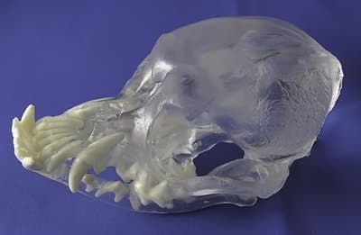 Pug Skull Visi-Model Transparent Anatomical Model Canine Dog