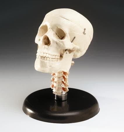 Budget Skull with Cervical Vertebrae on Stand
