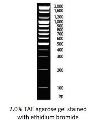 100 bp DNA Ladder (D-1030, Ready-to-Load, Small, 250, 1, D-1030)