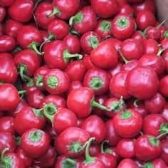 Cherry Bomb Chili Pepper 25 Pack Seeds Extra Spicy Start Your own Backyard Garden (Free Random Pack of 25 Seeds with Every Purchase)
