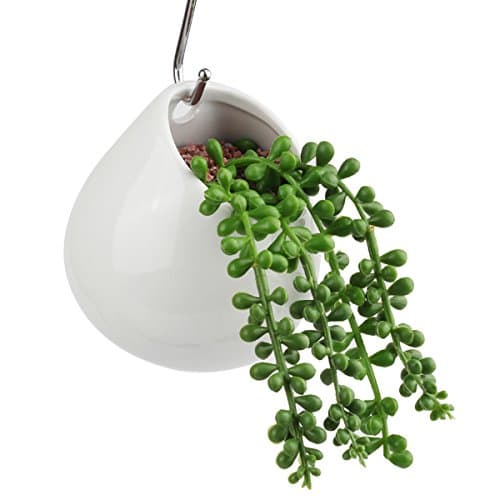 Digsky Wall-mounted Planter, Round Ceramic Hydroponic Succulent Planter (no hole)