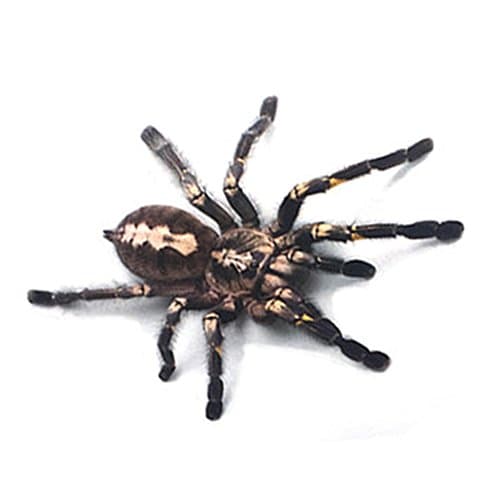 Cymok Personalized Black Spider 3D Three-dimensional Car Decal Car Modification Sticker