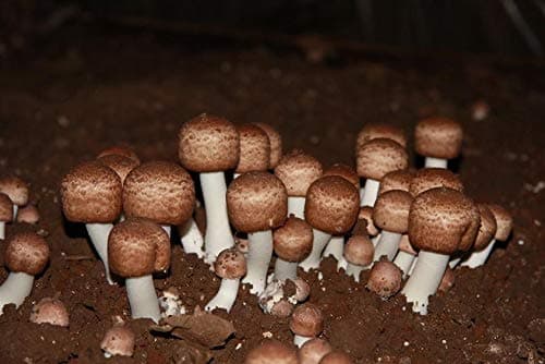 Brazilian Agaric Mushroom Mycelium. Biological Mycelium.