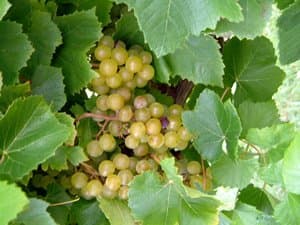 Blanc Du Bois Wine Grape Vine - Plantable Year-Round!