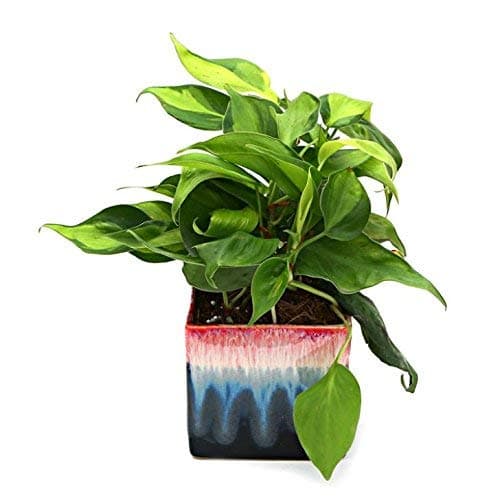 Exotic Green Oxycodium Indoor Plant Rainbow Black Pot