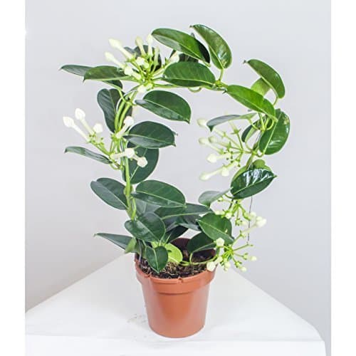 Stephanotis ,Ring sling ,Madagascar Jasmin 45cm Zimmerpflanze