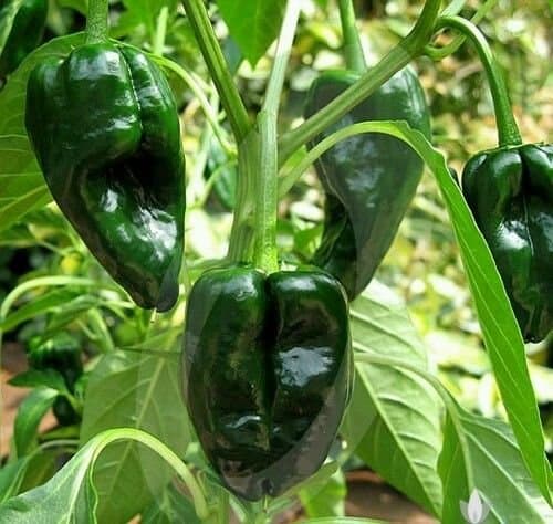 BSNKRY Organic Fresh 2017 Ancho Poblano Pepper 30 Seeds Plus