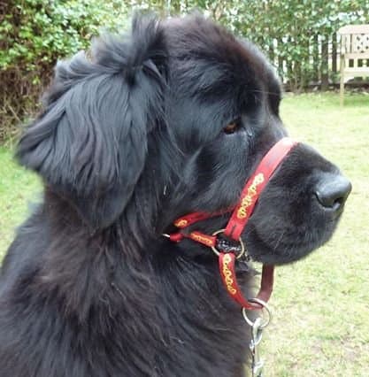 DOGMATIC HEADCOLLAR PADDED CUSHIONED WEBBING PCW - RED - SIZE 8