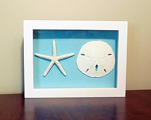 Sand Dollar and Starfish Shadow Box, Glass Enclosed, Many Background Colors, Ready to Hang (1, Teal)
