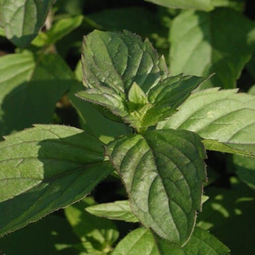 Pick 'n' Mix Mint Herb Plants - Huge selection from award winning nursery (Red)