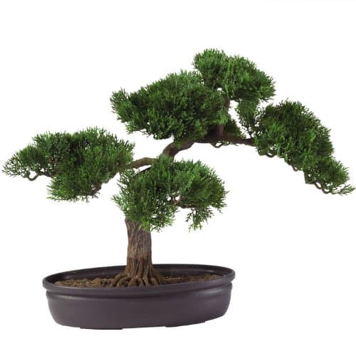 16" Cedar Bonsai Tree - Indoor/Outdoor