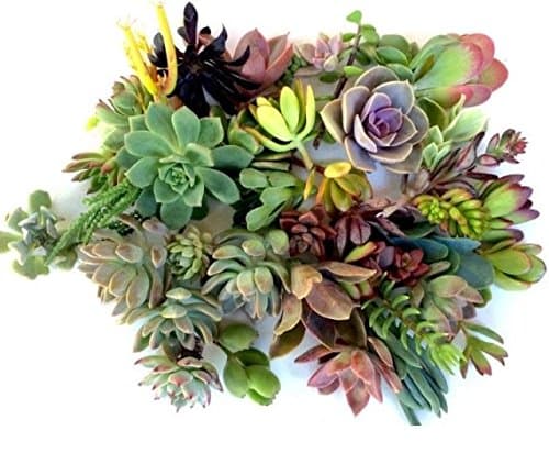 30 Succulent Cuttings - Fresh Clippings (30)