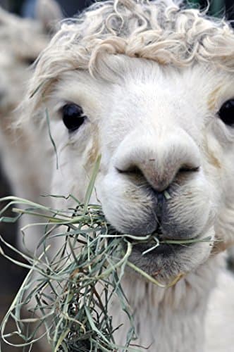 Alpaca Lunch - Original Art Photograph