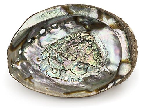 ARTEMISTORE Abalone Shell (6")