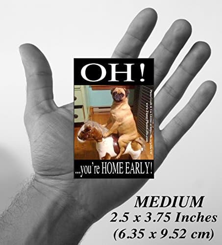 1 Medium Magnet ~ HOME EARLY ~ refrigerator fridge magnet, approximately 3.75x2.5 inches (9.525x8.35 cm), meme decorative magnetic sign plaque photo, naughty pet pug dog caught in the act!