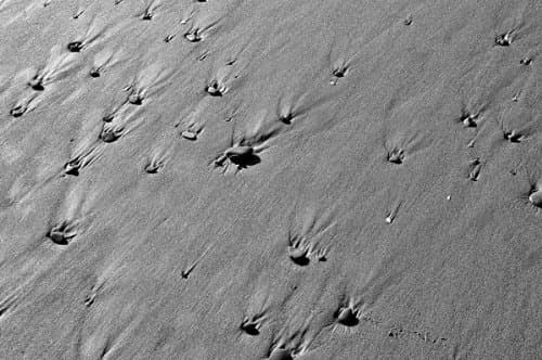 Acrylic-Mounted Artwork by Suzanne Scott: Creeping Stones