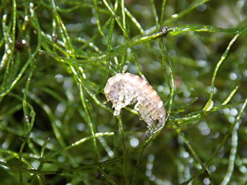 Chaetomorpha, Macro Algae, Chaeto live saltwater reef coral fish refugium frag