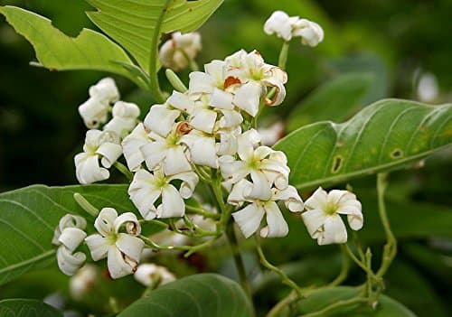 Holarrhena pubescens, Easter Tree, Connessi Bark, Jasmin Tree, 10 seeds