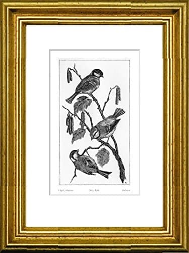 Single-colored hand-crafted etching Vögel, Meisen (Germany) by Behrens in a gold frame behind a mount, graphics, art design, art print