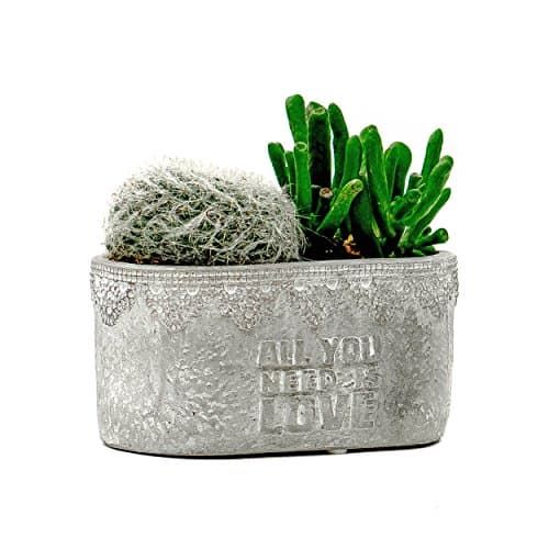 Succulent Planter / Cactus Planter. 5.5 Inch Gray Cement Oval Flower Pot Container - by TERRARIUMS FOR SALE