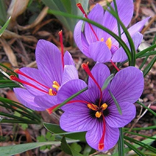 Saffron Crocus 1- Bulb Rare Spice Fall Blooming Crocus Sativus Flowers