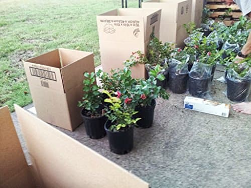 Pre Bonsai Trees - 4 Pack - Crape Myrtle