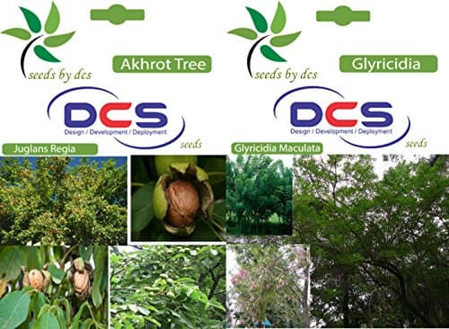 DCS Akhrot Tree and Glyricidia Seeds (White)