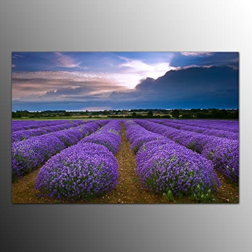 Canvas Art, Framed and Stretched Prints, Modern Home& Office Decoration Wall Art, Single Panel,Landscape, French Lavender Field, Canvas Printing, Each Panel 24x16 inch