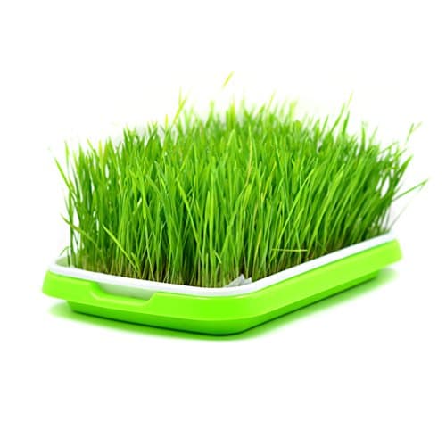 Durable Selling Express Hydroponics Basket Nursery Tray Seed Nursery Pot Flower Plant Seed Germination Tray Grow Box Vegetable Seeding Tray Case 9.84x13.4x1.8 Inch (M)