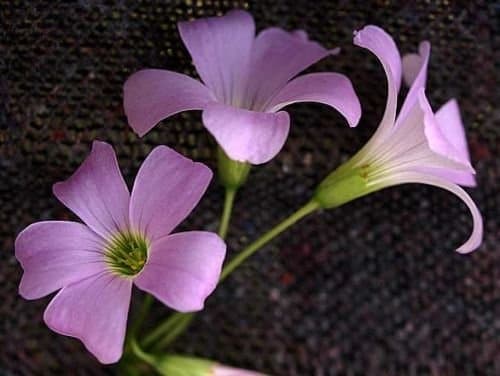 3 x Oxalis Triangularis purpurea flowering sized bulbs. AVAILABLE NOW.