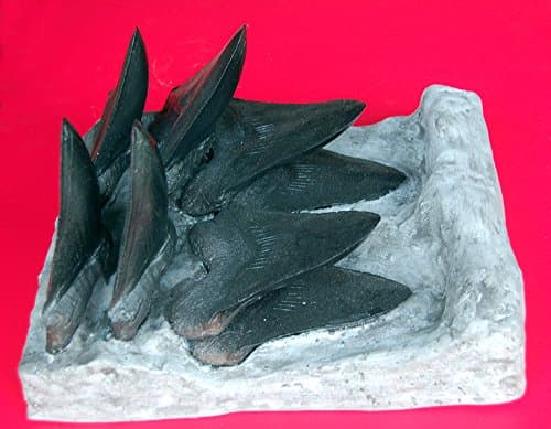 Megalodon Shark Tooth Progression With 8, 6 Inch Teeth, Museum Quality Replica