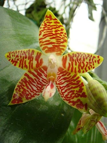 Phalaenopsis amboinensis species orchid large seedling