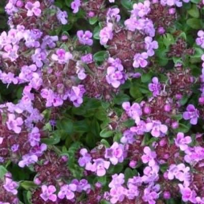 6 Thyme Wine and Roses Plug Plants Start Your herb Garden Fantastic Herbs for Cooking of stews, roasts, soups etc. Grow Your own herb Garden.