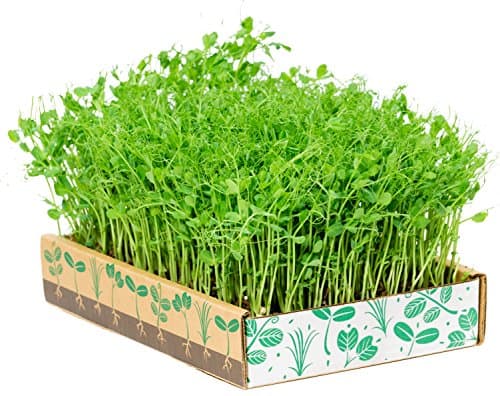 Simply Good Plus - All in One Microgreens Kit: 1 Simple Soil Coconut Coir Bar, Radish, Sunflower, Pea Shoots, Wheatgrass