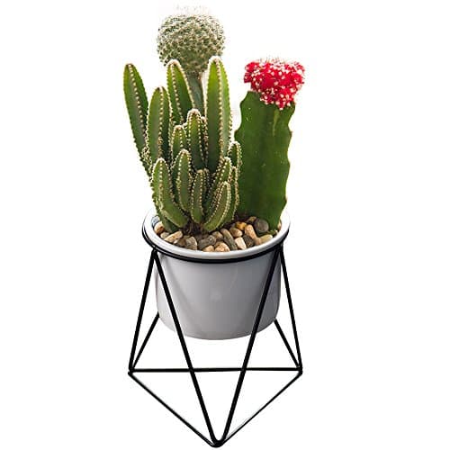 Modern Plants and Planters,Yousun 6 inch Ceramic Succulent White Planter Pot Indoor with Metal Stand for Succulent Plants/Cactus Bonsai (White/Black)
