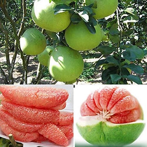 Seeds 40Pcs Red Pomelo Citrus Grapefruit Shaddock Sweet Fruit Tree Garden Plant Seeds - Red Pomelo Seeds