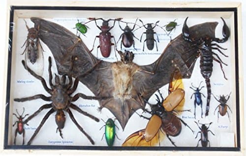 REAL Multiple INSECTS BEETLES Bat Scorpion Spider Taxidermy Collection Display in Wooden Box