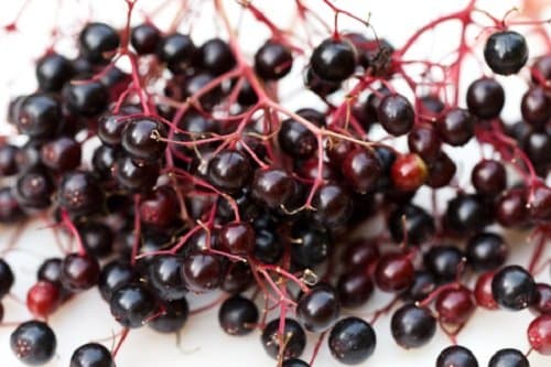 HEIRLOOM NON GMO Elderberry 25 seed