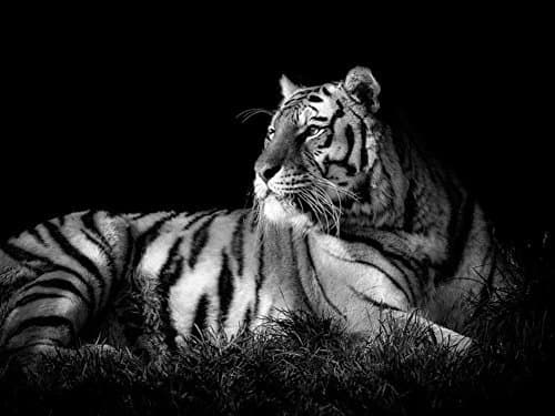 Tiger Black & White Paintiing - On Canvas Modern Wall Art Pictures For Home Decoration Wooden Framed (20X28 Inch, Framed)