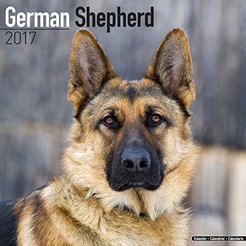 German Shepherd Calendar 2017 - Dog Breed Calendars - 2016 - 2017 wall calendars - 16 Month by Avonside