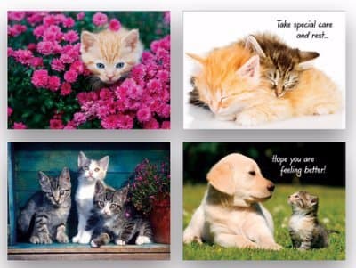 Card-Boxed-Shared Blessings-Get Well 2-Animals (Box Of 12)