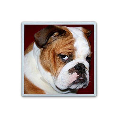 Contact Lens Box Holder Container Case Storage Eyecare Kit -Furry English Bulldog