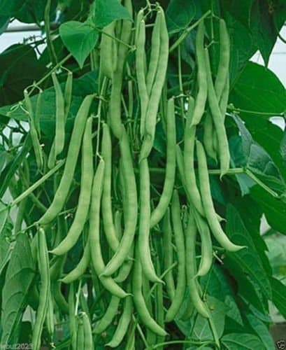 1/4 lb "Kentucky Wonder" Pole Bean Seeds, a.K.a Old Homestead,Long, green pods
