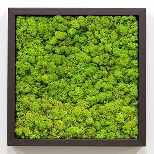 Scandia Moss 'Framo'Air Purifier Panel + Frame : Air Purification-Deodorization-Air Sanitizer : Spring Green 55 - Walnut Frame