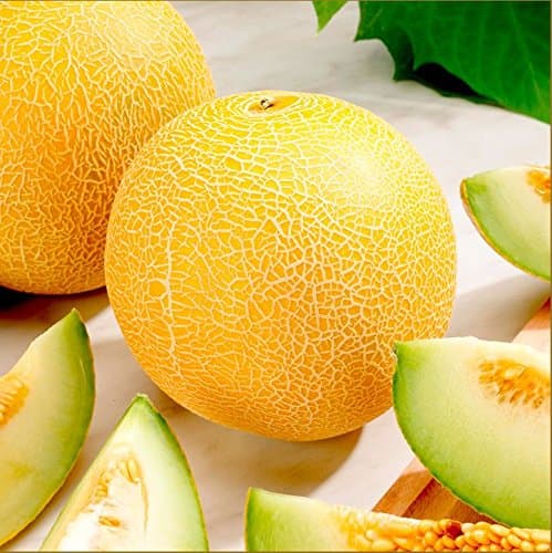 Suttons Seeds Melon F1 Lavi Gal