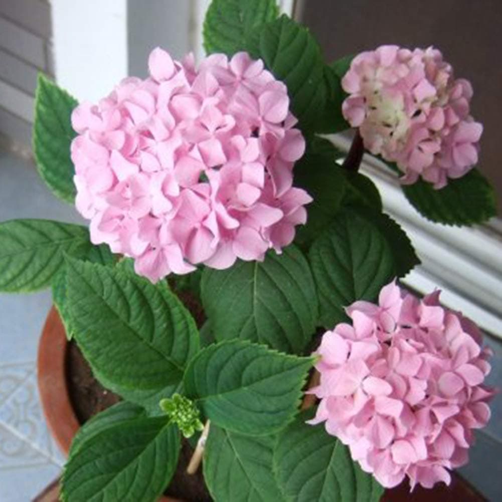 Hydrangea Seeds for Yard Gardening Plant,20Pcs Hydrangea Seeds Flower Plant Home Office Ornament Garden Pot Bonsai Decor - Pink Hydrangea Seeds by Mosichi