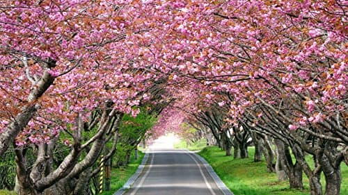 EBlank 5D Diamond Painting Full Drill Cherry Blossom Trees Spring DIY Diamond Paint by Kit for Home Wall Decoration